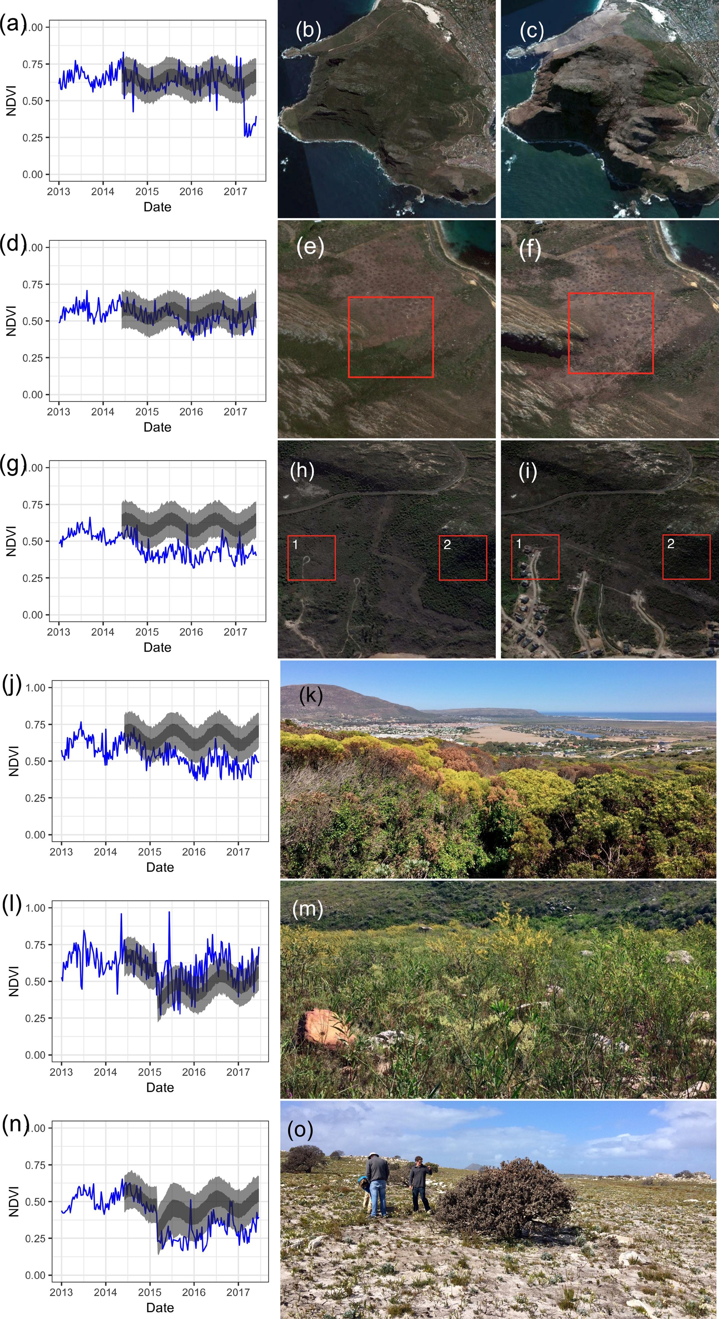 Examples of changes detected by @Slingsby2020. Postfire recovery curves (a, d, g, j, l, n) show the model predictions (dark grey $=$ 50% Confidence Interval, light grey $=$ 95% Confidence Interval) and observed MODIS NDVI signal (blue line) for different impacts. Satellite images and ground photos allow for diagnosis of detected anomalies, including fire at Karbonkelberg (a-c), gradual clearing of alien vegetation at Miller's Point (d-f), clearing of indigenous vegetation for a housing development near Silvermine (g-i, labeled 1), high mortality in a dense stand of *Leucadendron coniferum* near Silvermine (h-k, labelled 2), a flush of alien Australian Port Jackson Willow (*Acacia saligna*) recruitment from seed at Silvermine triggered by fire (l, m), and retarded postfire vegetation recovery and high mortality of the large fire-resistant shrub *Mimetes fimbriifolius* due to drought near the Cape of Good Hope (n, o). Satellite imagery © 2017 Planet Labs Inc.