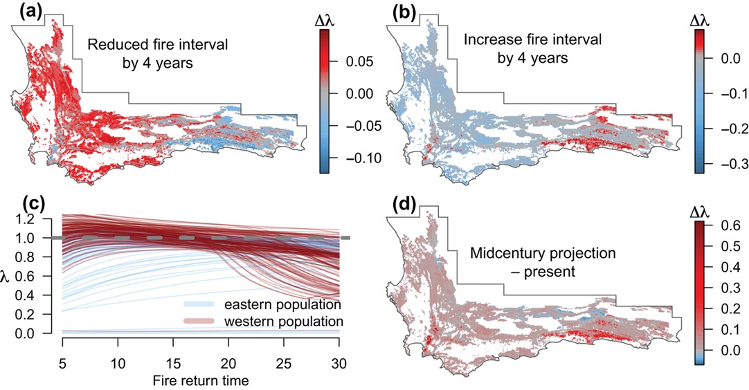 Projections of the change in population growth rates of _Protea repens_ under different scenarios. (a–b) Reducing (increasing) the observed fire return time by 4 yr. (c) Variation of mean population growth rate as a function of fire return time. The horizontal dashed line indicates where the growth rate = 1. (d) The difference between present day predictions and projections under future climate change scenario with temperature increased by 1 degree and precipitation reduced by 10%. Figure from @Merow2014.