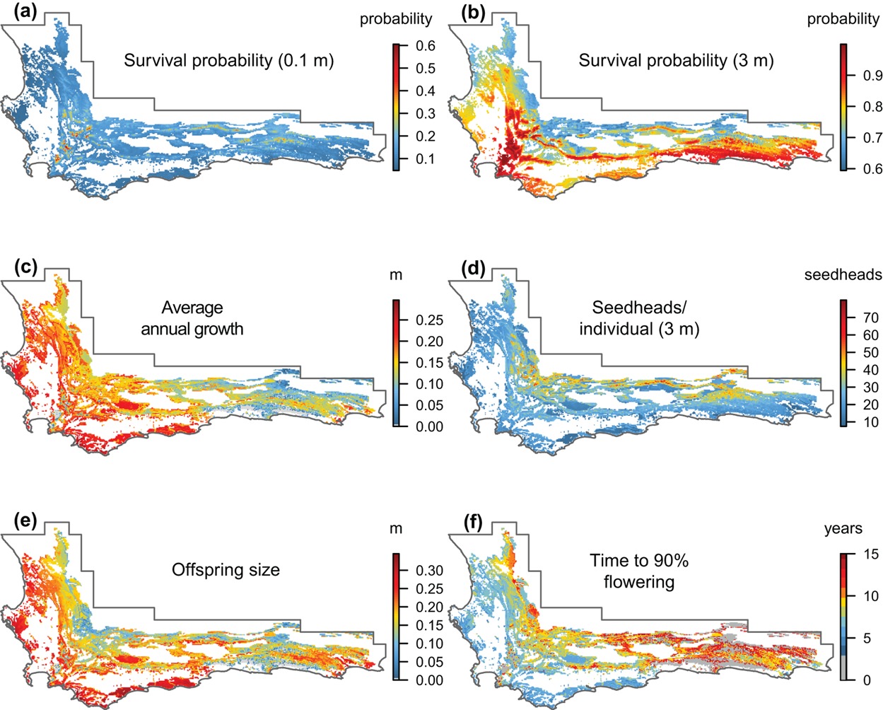 Estimated vital rates of _Protea repens_ across the CFR. Figure from @Merow2014.