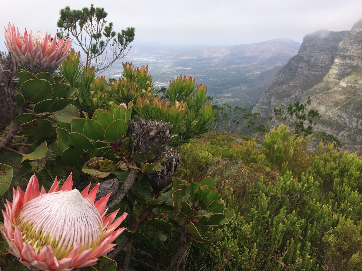 *Protea cynaroides* on Table Mountain showing current inflorescences and older (grey), closed 'cones' that protect seeds from fire and release them into the post-fire environment.