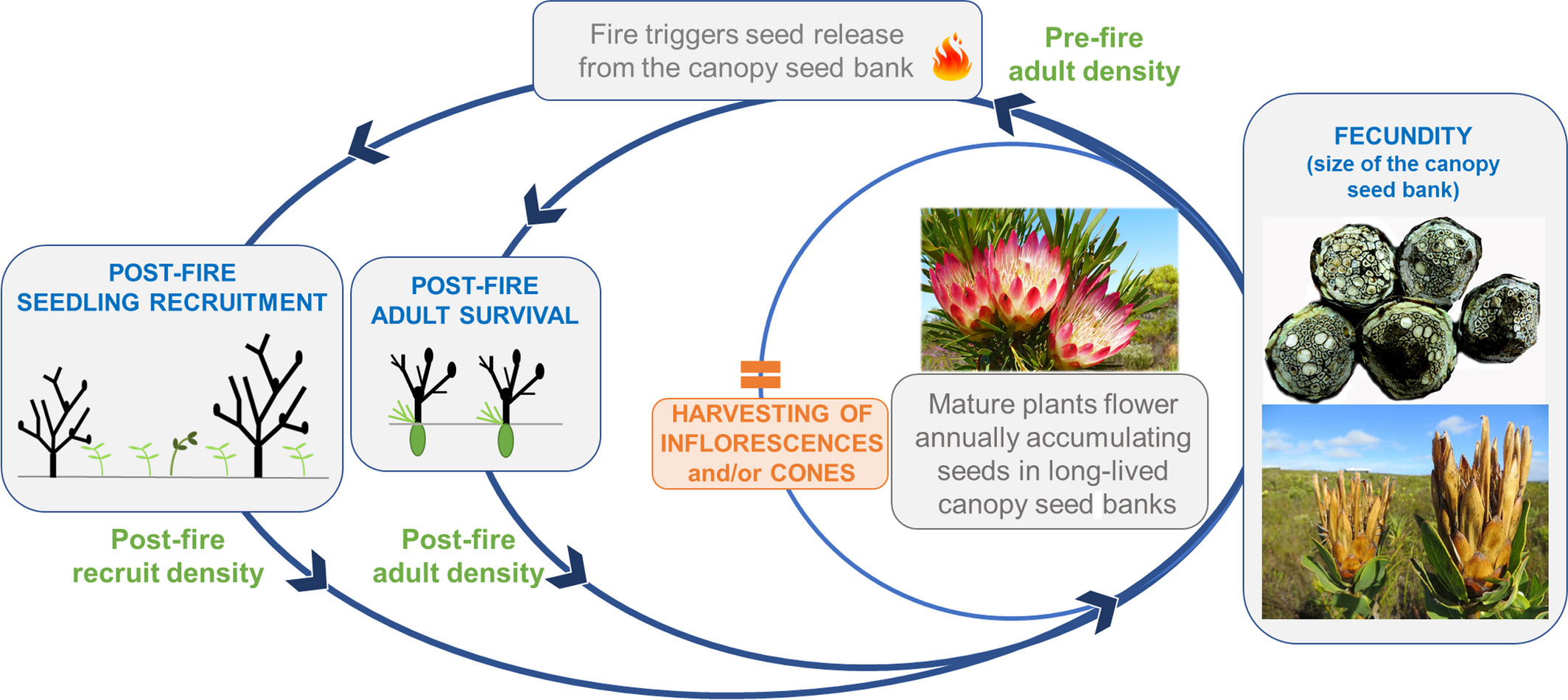 The fire-driven life-cycle of Fynbos Proteaceae species, including harvesting, taken from [@Treurnicht2021]. Population size/stability are determined by ***key demographic rates*** of adult **fecundity** (size of the canopy seed bank), post-fire seedling **recruitment** and adult fire **survival** (blue–grey boxes). These rates are affected in various ways by environmental conditions, life-history traits, density dependence, the timing, intensity and severity of fire, wildflower harvesting, etc
